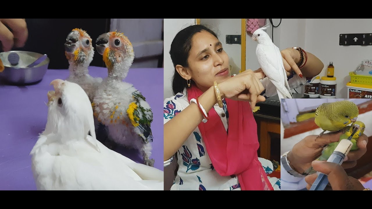 Cockatiel Budgies Parrot Sunconure Hand Feeding Tips And Growing Progress .