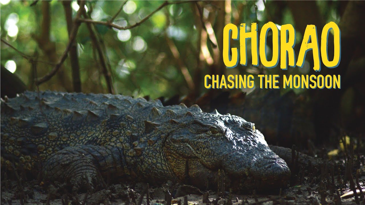 Close ENCOUNTER with CROCODILES in Goa | Chasing the Monsoon | EP 3 Chorao