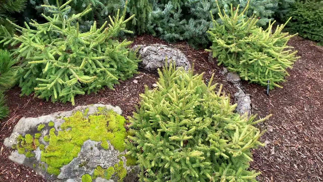 Picea abies 'Dandylion' Golden Spreading Mound Norway Spruce
