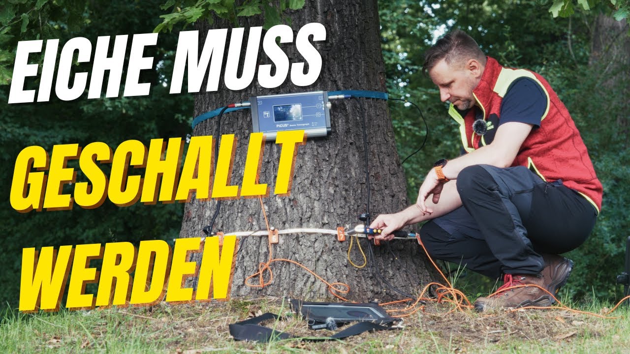Ein Eichen-Check mit Daniel 🌳🔍Teil II