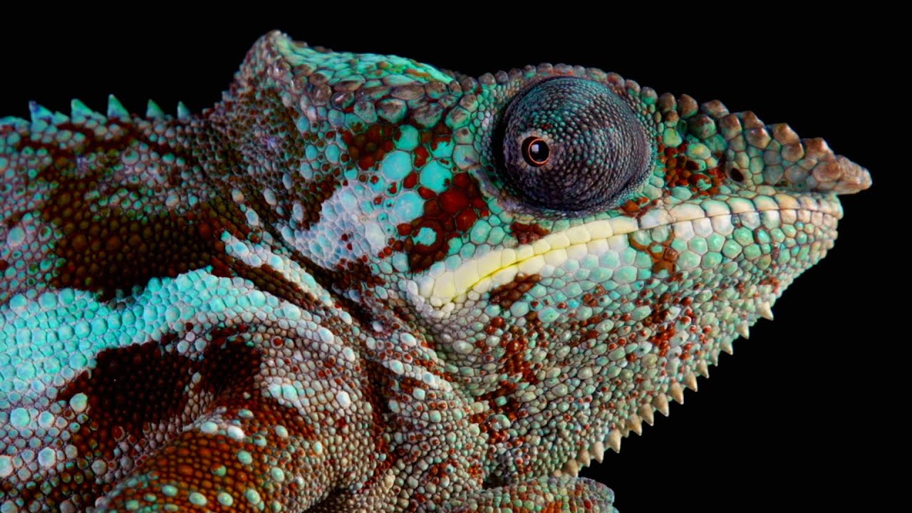Colors Of The Reptiles (Lizards & Chameleons)-  4k/30fps HDR (ULTRA HD)