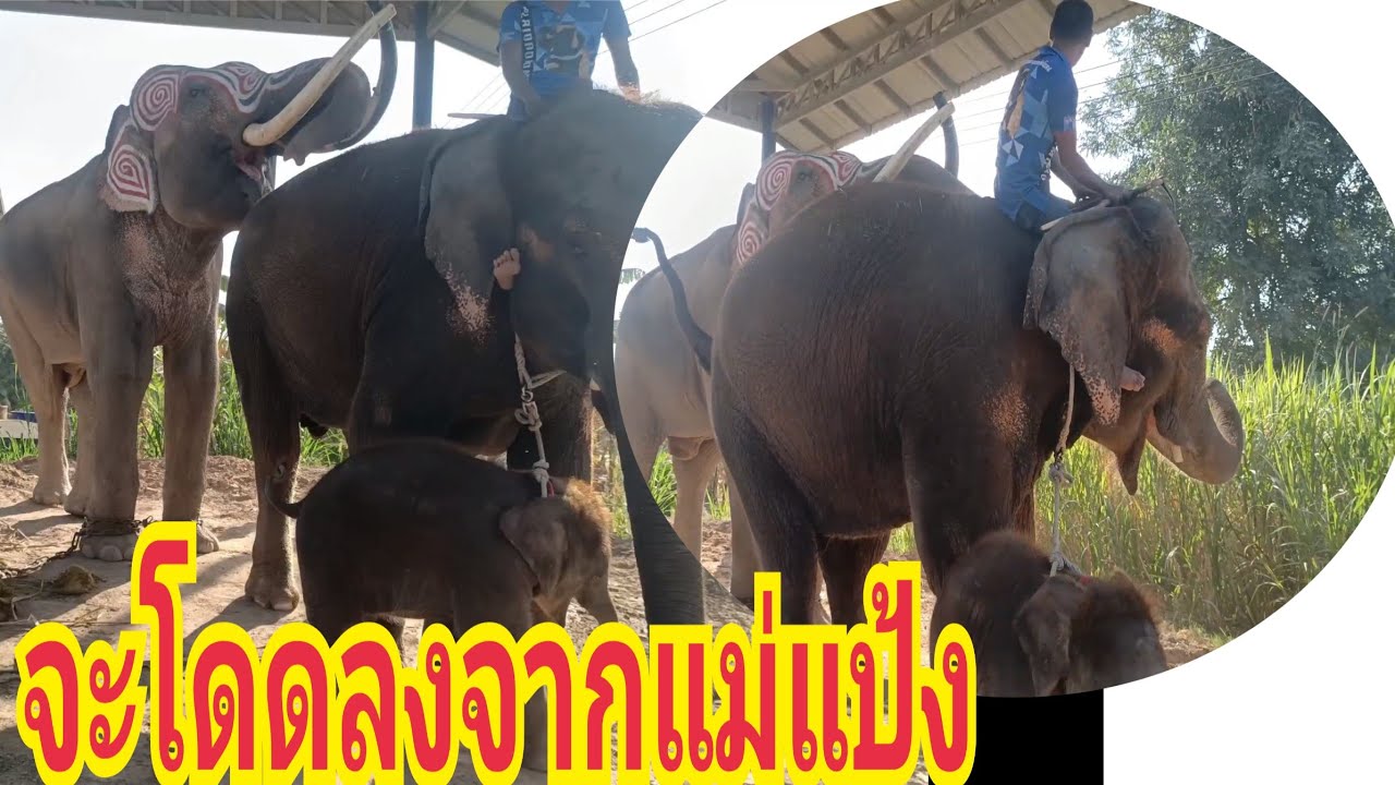 พ่อทองจะเอาน้องให้จันเจ้า@พ่อเริญถึงกับร้อง