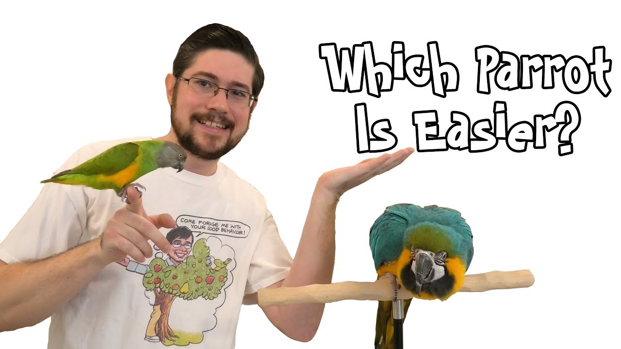 Маленький попугай против большого попугая — что проще?