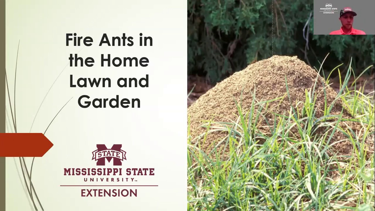 Fire Ants in the Home Lawn and Garden with Ross Overstreet