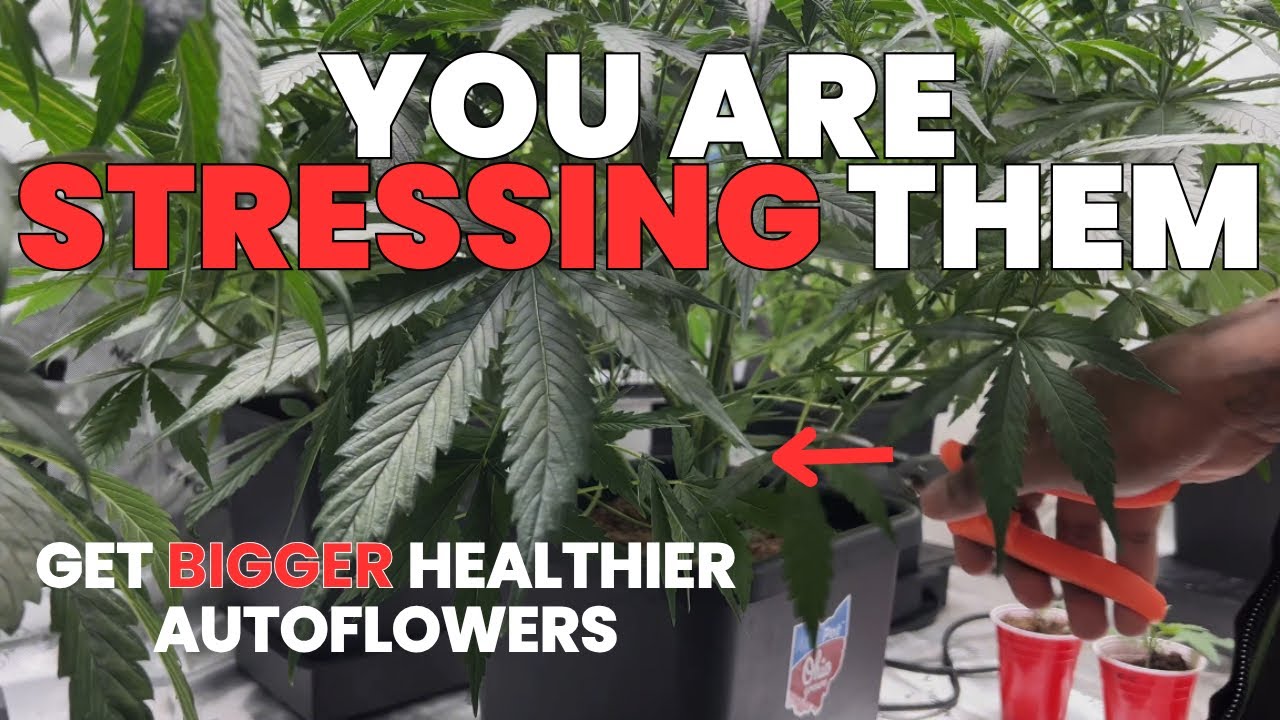 You ONLY need Two DEFOLIATIONS per AUTOFLOWER Harvest!