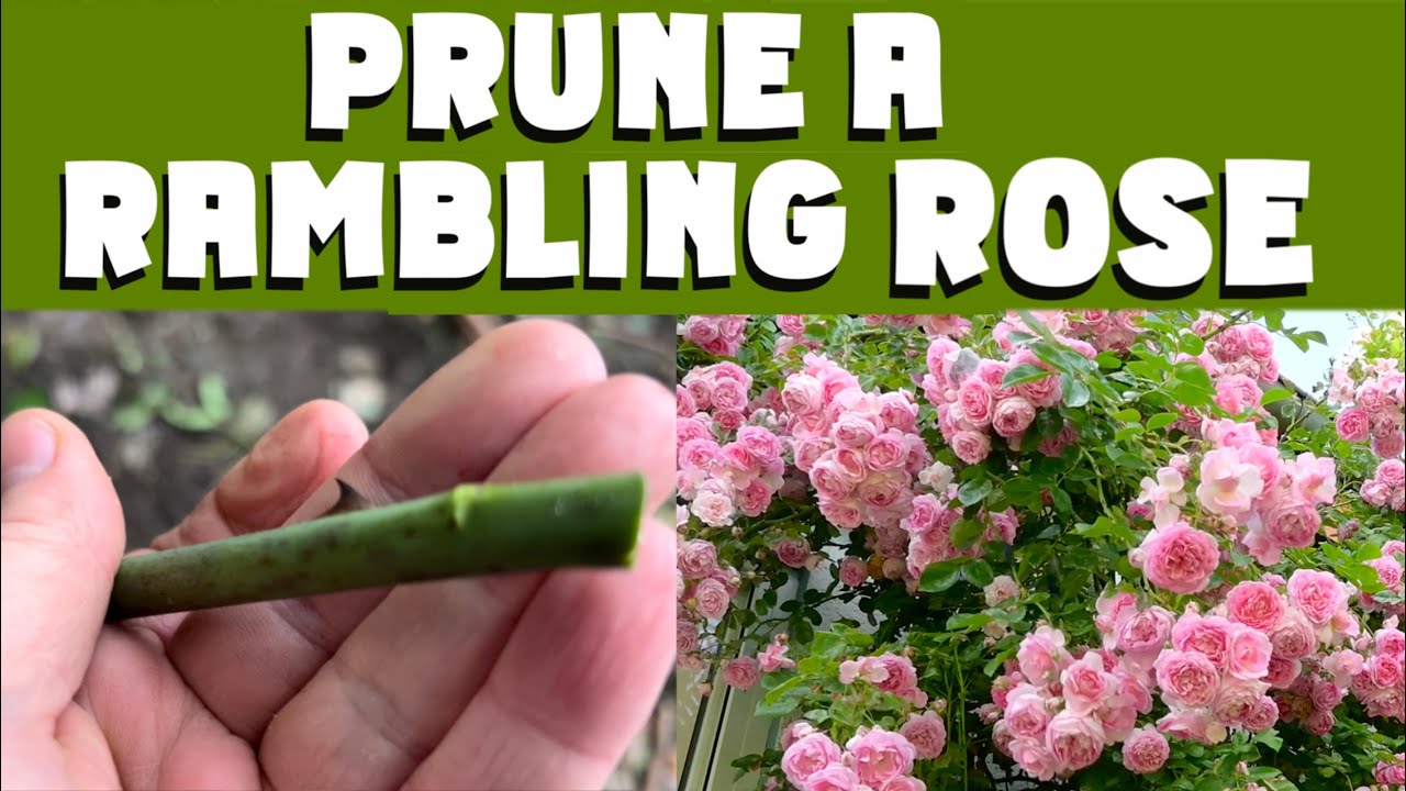 Prune a RAMBLING ROSE Now (NOVEMBER / DECEMBER) is the ideal time.
