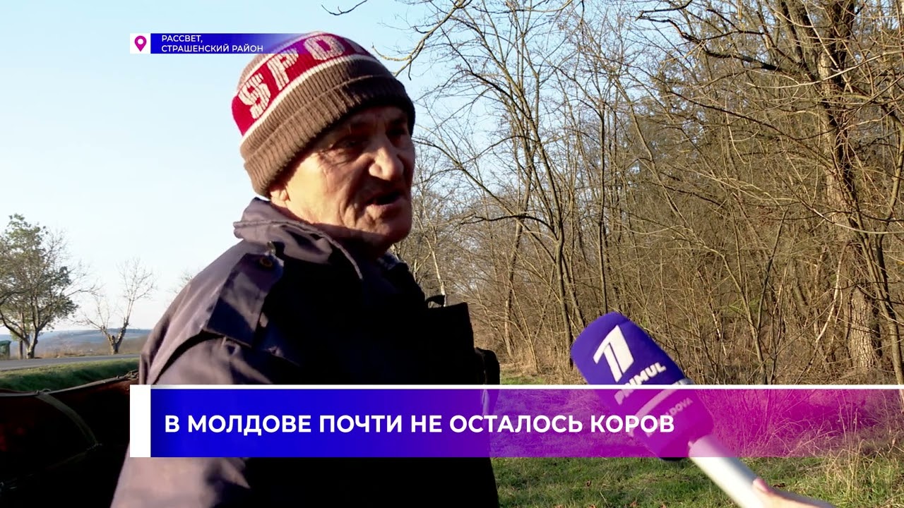❗️В Молдове почти не осталось коров 