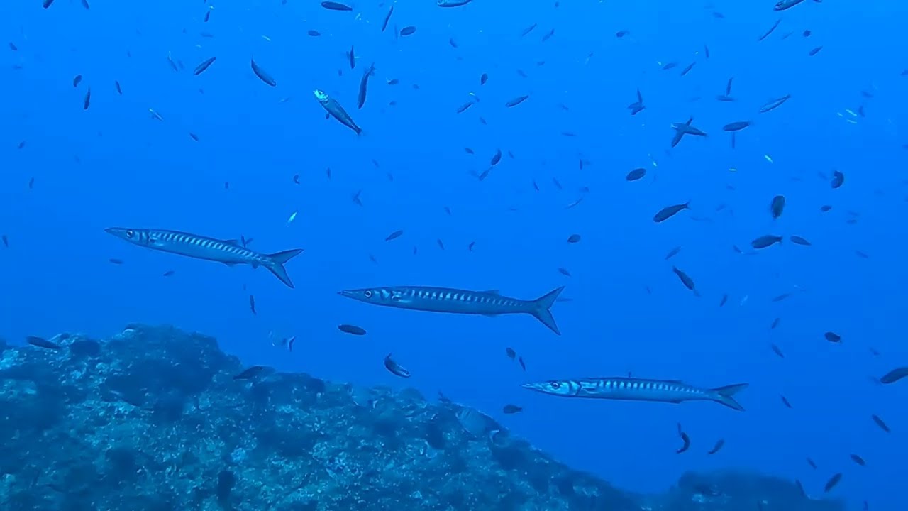 Octopus plongée Palavas - Port de la Selva 2023