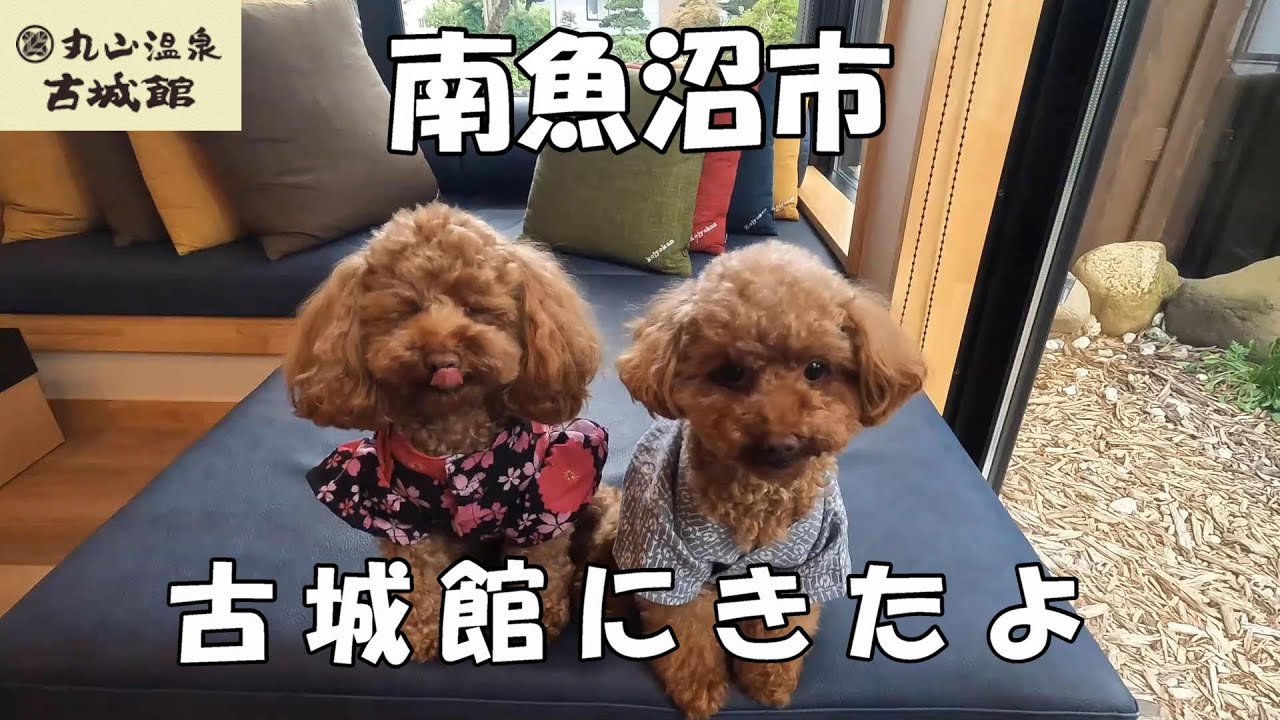 【丸山温泉 古城館】　こなできょうだい　新潟県南魚沼市のペットと泊まれる宿「丸山温泉 古城館」　一泊二日の旅　愛犬と一緒に温泉露天風呂付き客室を満喫！　落ち着いた雰囲気の中で安らぎのひと時を過ごす！
