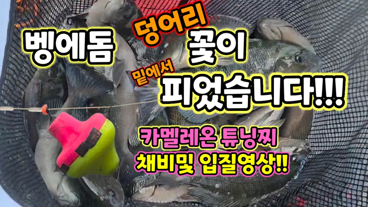씨알급 벵에돔들이 난리났다!! #벵에돔포인트 #벵에돔채비 #벵에돔낚시 #카멜레온찌​ #조이부산​