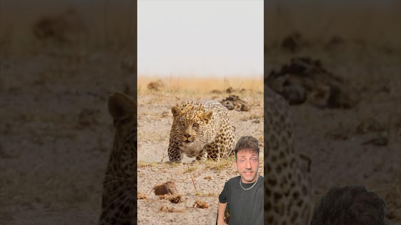 Леопард просто другой