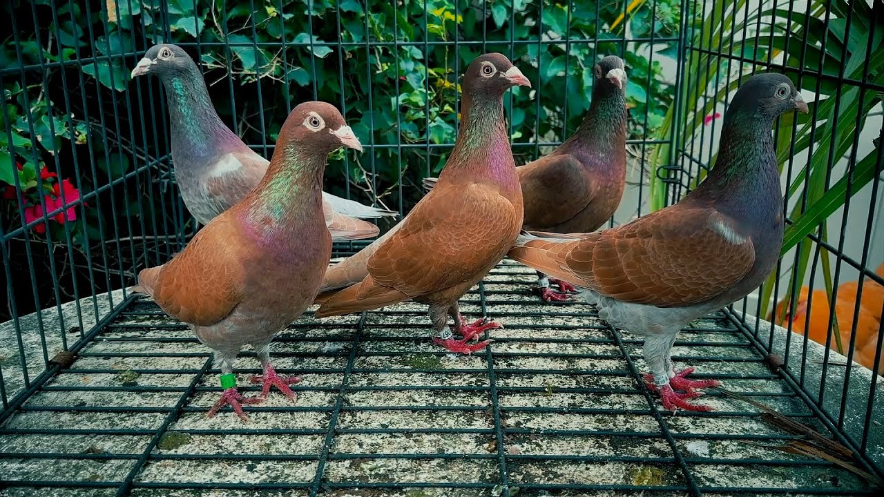 Some Reds for Sale