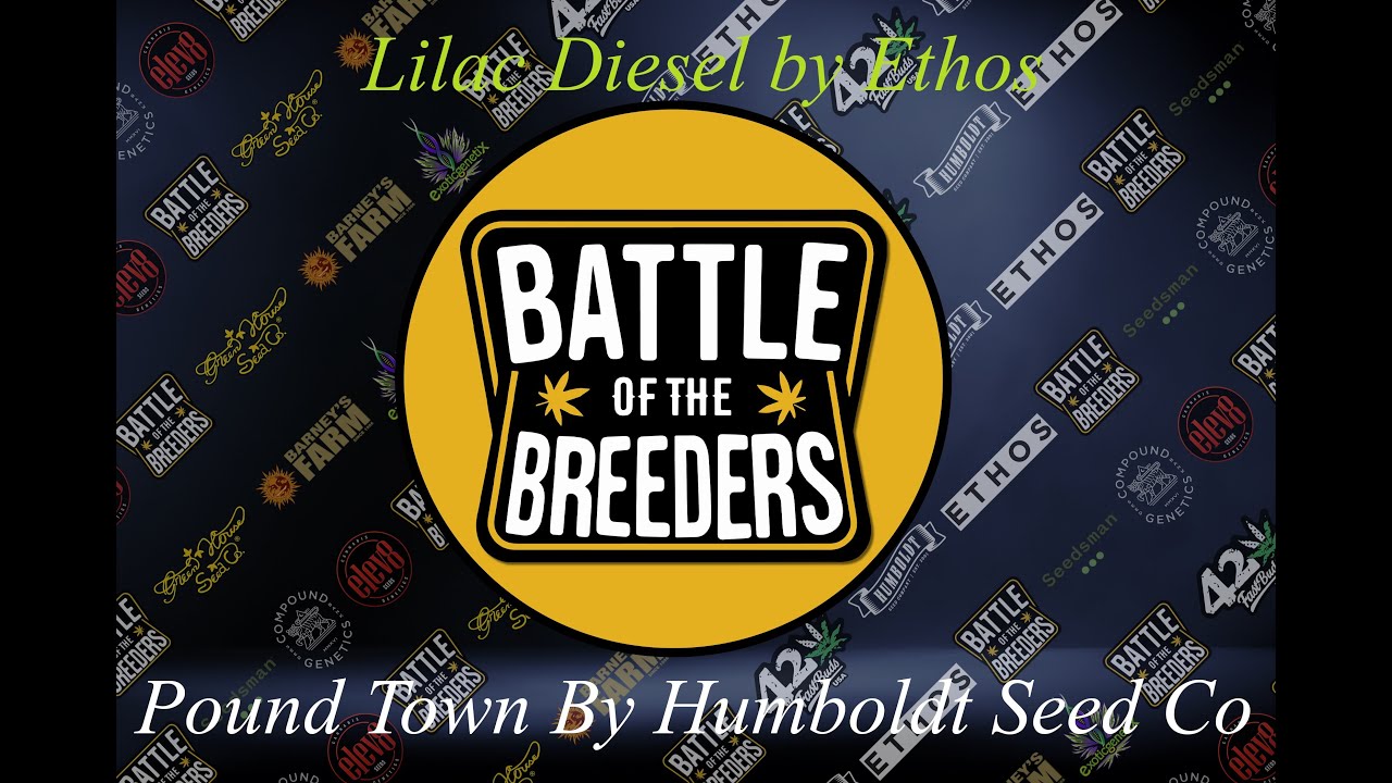 BATTLE OF THE BREEDERS  -  FROM SEED TO HARVEST -  LILAC DIESEL AND POUND TOWN