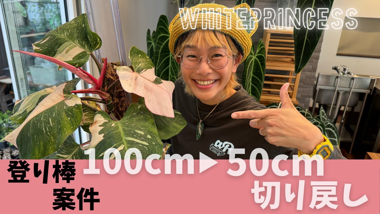 ねこ型登り棒　100cmから50cmへ　切り戻し