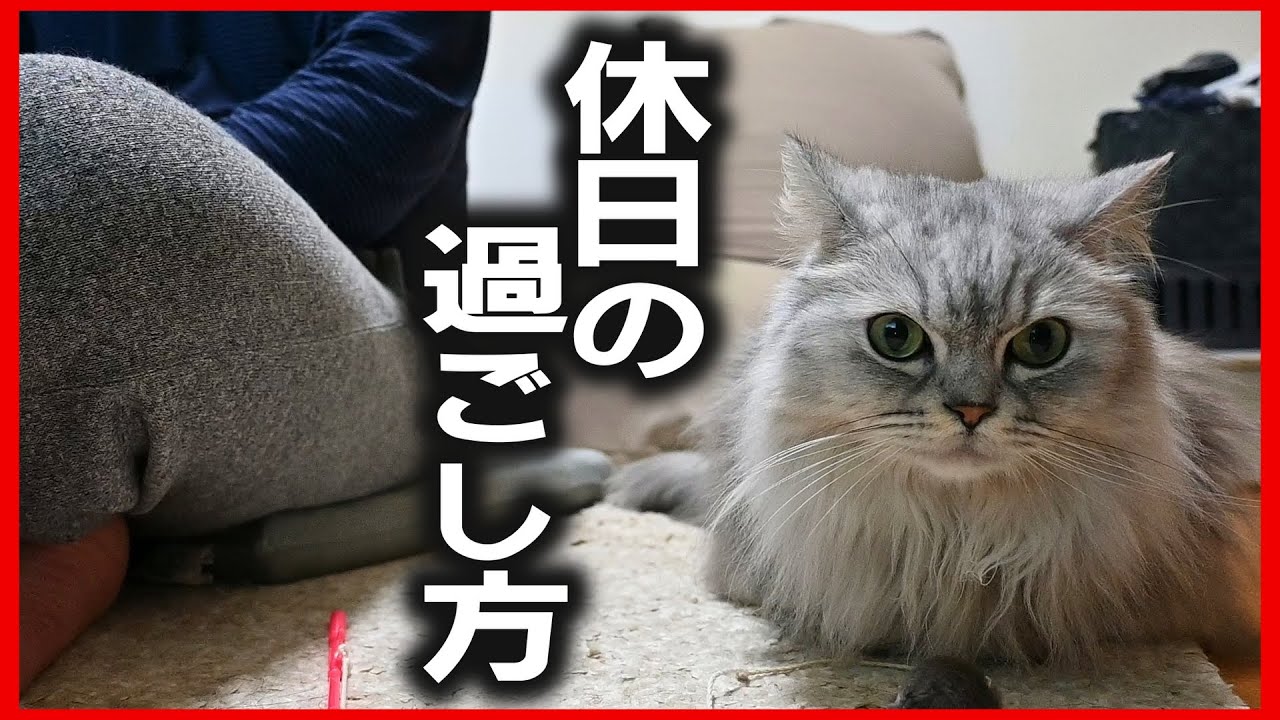 【猫と暮らす休日の過ごし方】病院行ったり荷物届いたりダラダラしたり