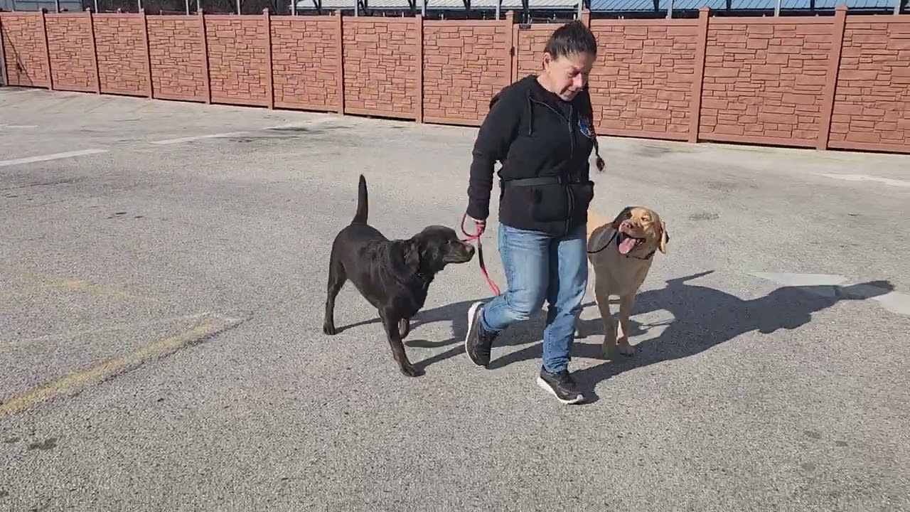 Bear and Sugar co-walk