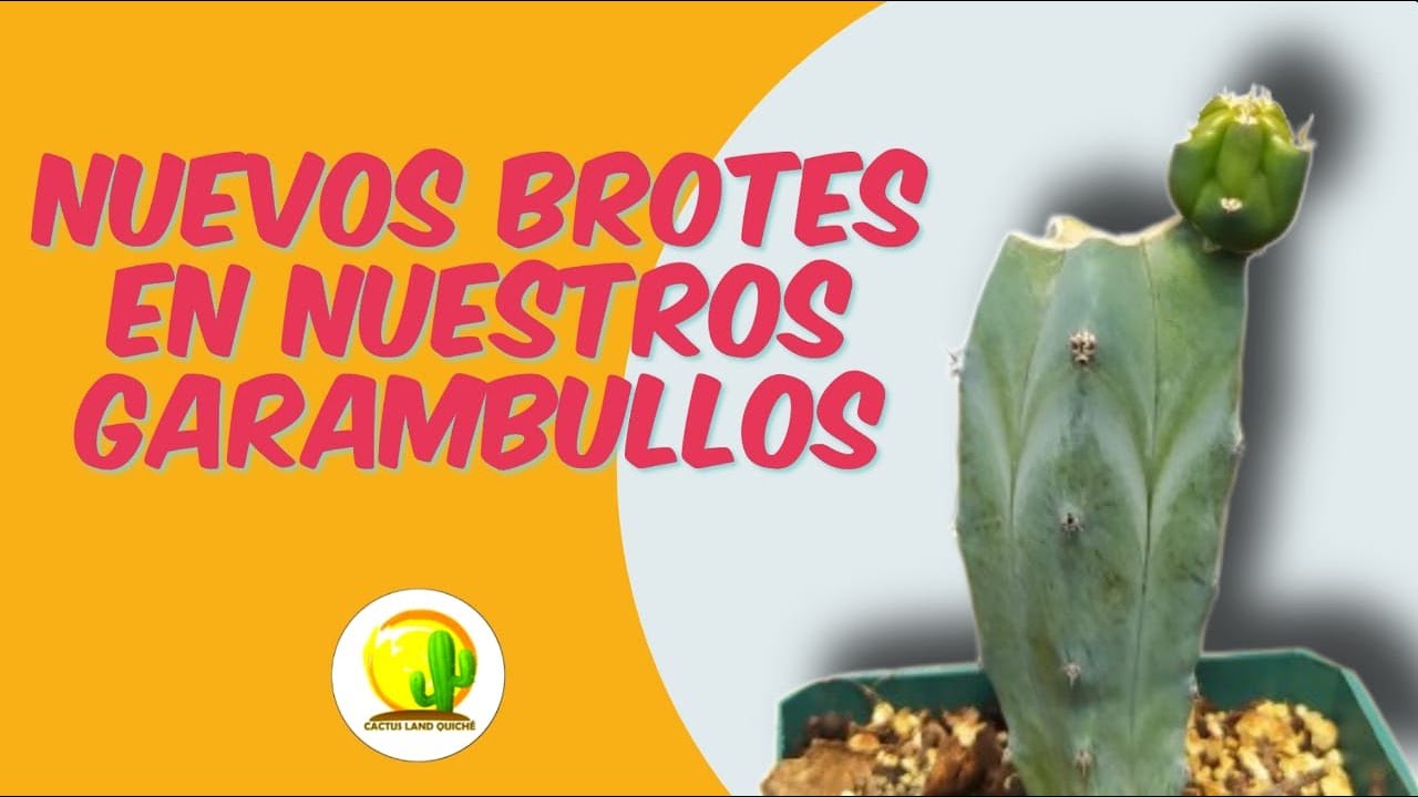 ¿Cómo han desarrollado los brotes de nuestros GARAMBULLOS?, CACTUS LAND QUICHÉ, #cactus #suculentas