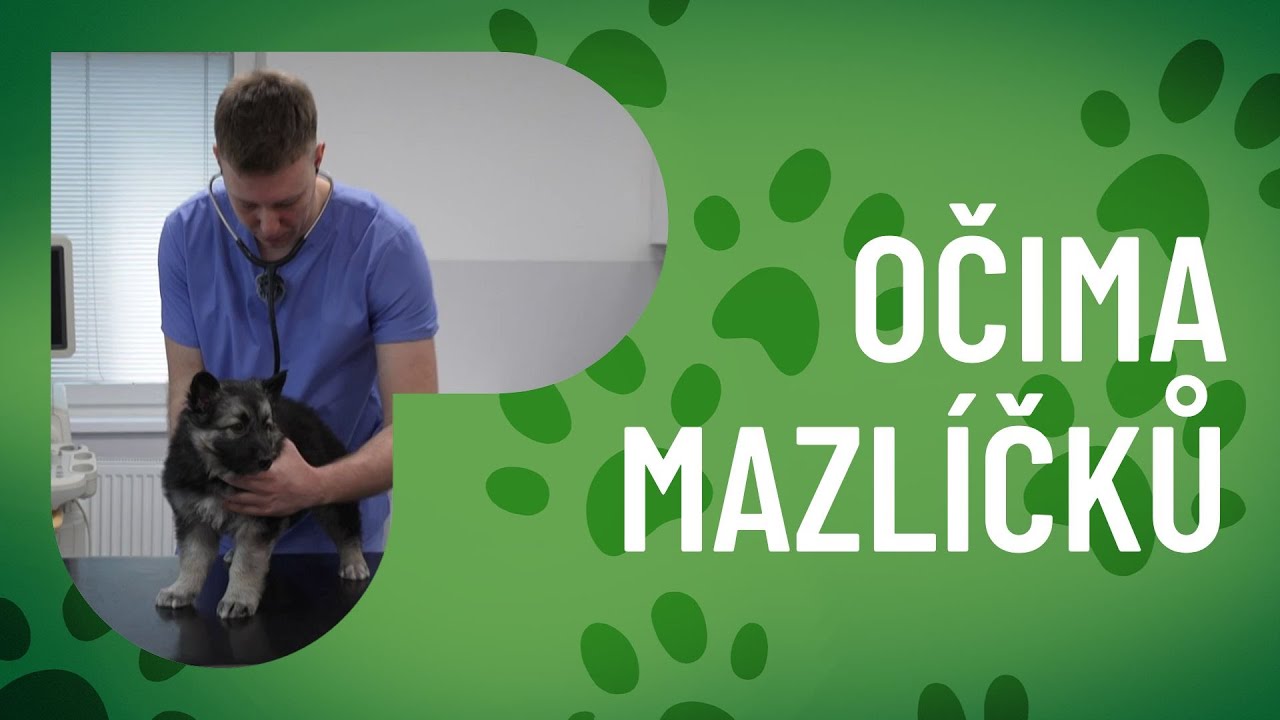Jak pečovat o psí zdraví aneb na slovíčko s veterinářem
