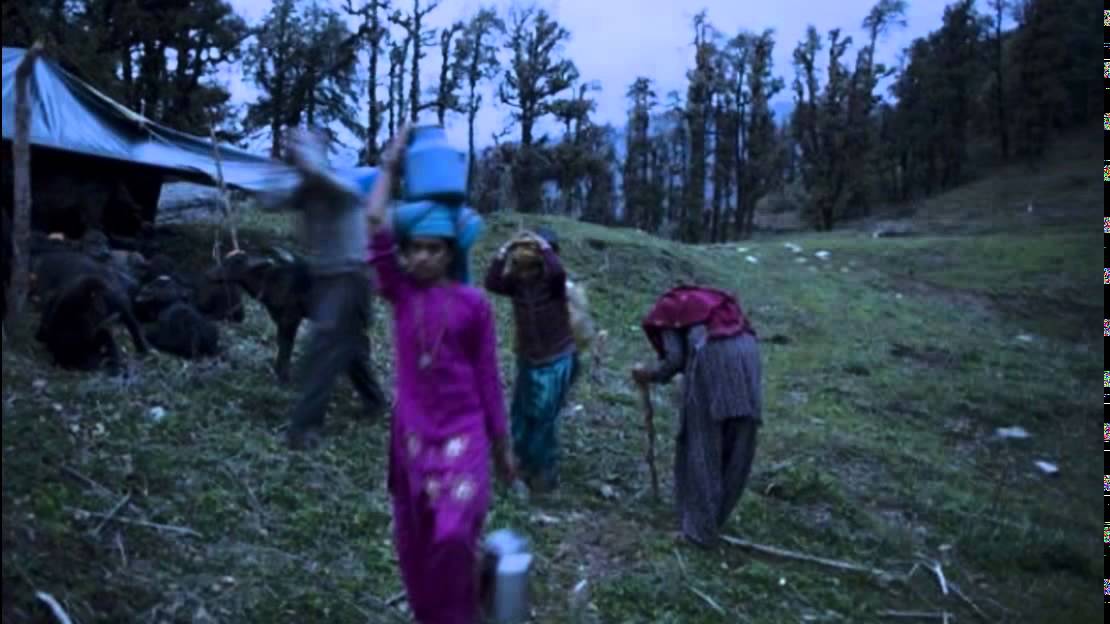 Best friends with buffaloes: Inside India's Van Gujjar tribe