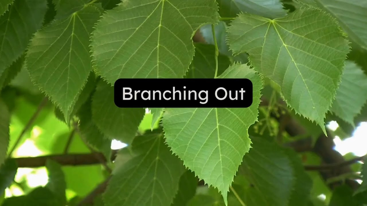 Branching Out - a short introduction to the first year of pilot projects, 2022