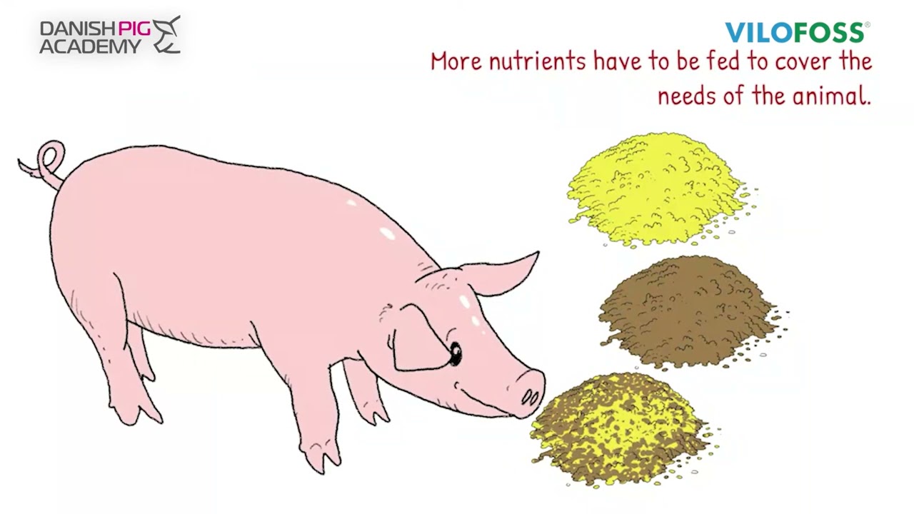 PIG FACTS: Nutrispar - saves on feed
