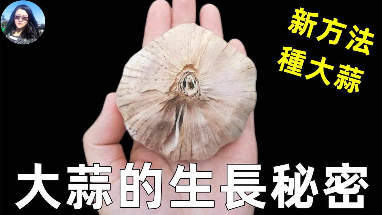 Grow garlic without garlic cloves 不用蒜瓣也能種大蒜, 新方法種大蒜, 一年四季種大蒜的秘訣, 現在知道還不晚