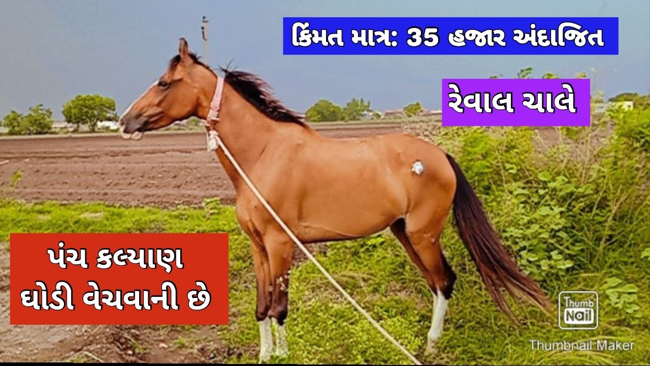 પંચ કલ્યાણ ઘોડી ને વેચવાની છે, ધર્મેન્દ્ર સિંહ: 8128041943 @DRKisanHelp_DilipRam