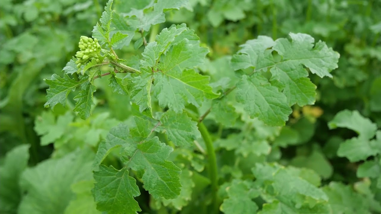 Senf als Zwischenfrucht