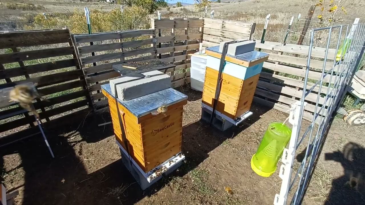 Last Fall feeding for the bees, and removing supers from the hives