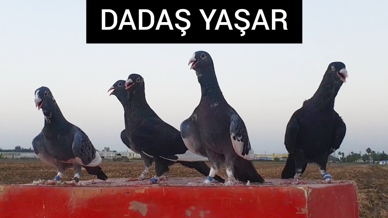 ADANA GÜVERCINLERİN 50 YILLIK MAZİSİ  DADAŞ YAŞAR