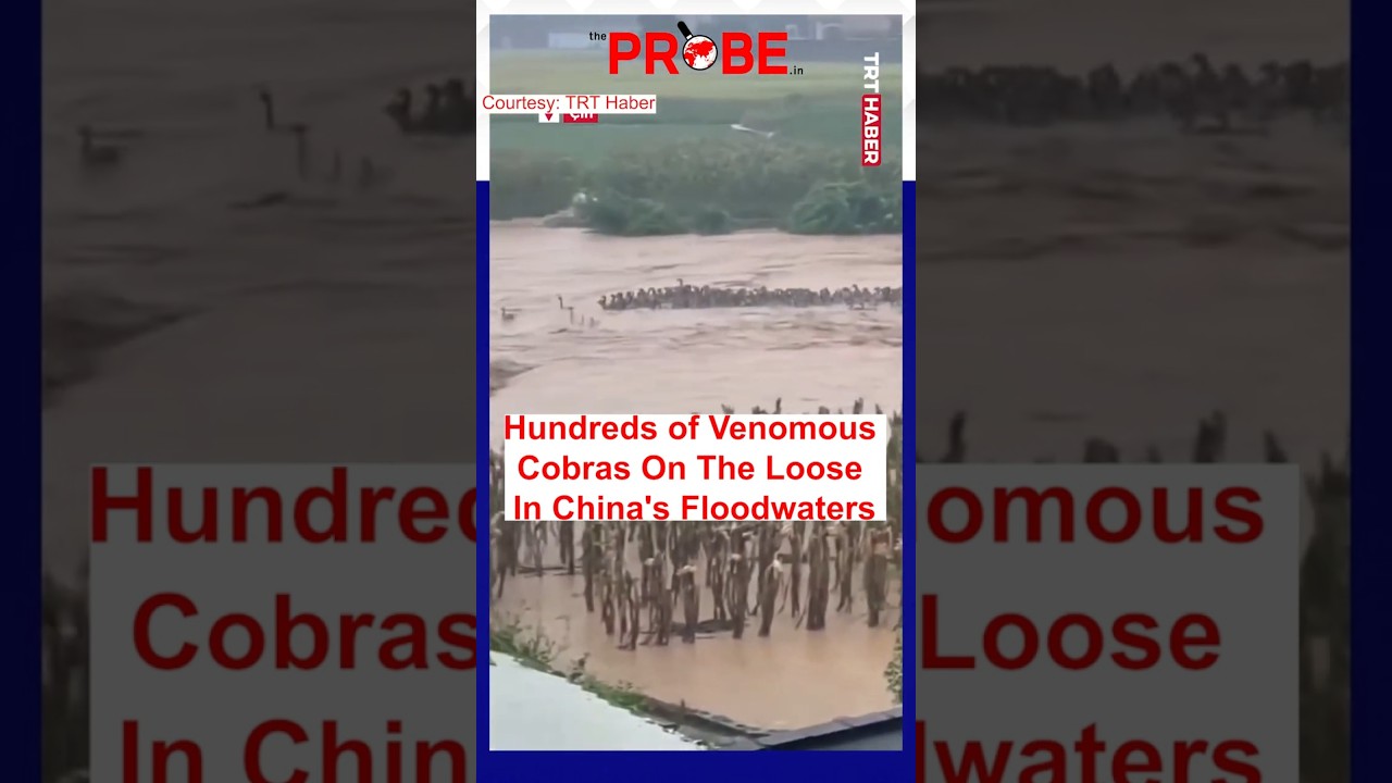 Cobras Swim Through Flooded Streets As Around 900 Snakes Escape In China #Shorts