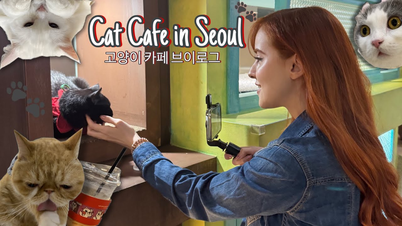 Güney Kore’de Kedi Kafeye Gittim! [Cat Cafe Vlog]