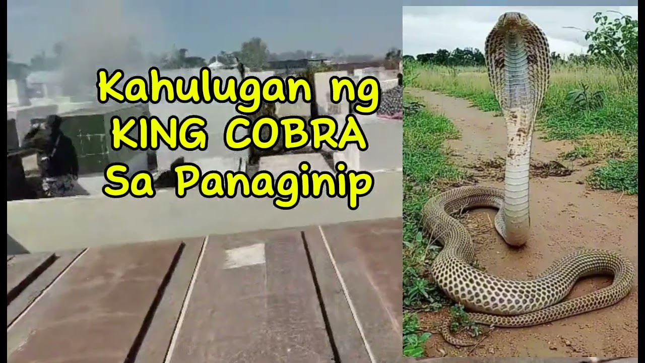 KAHULUGAN NG KING COBRA SA PANAGINIP