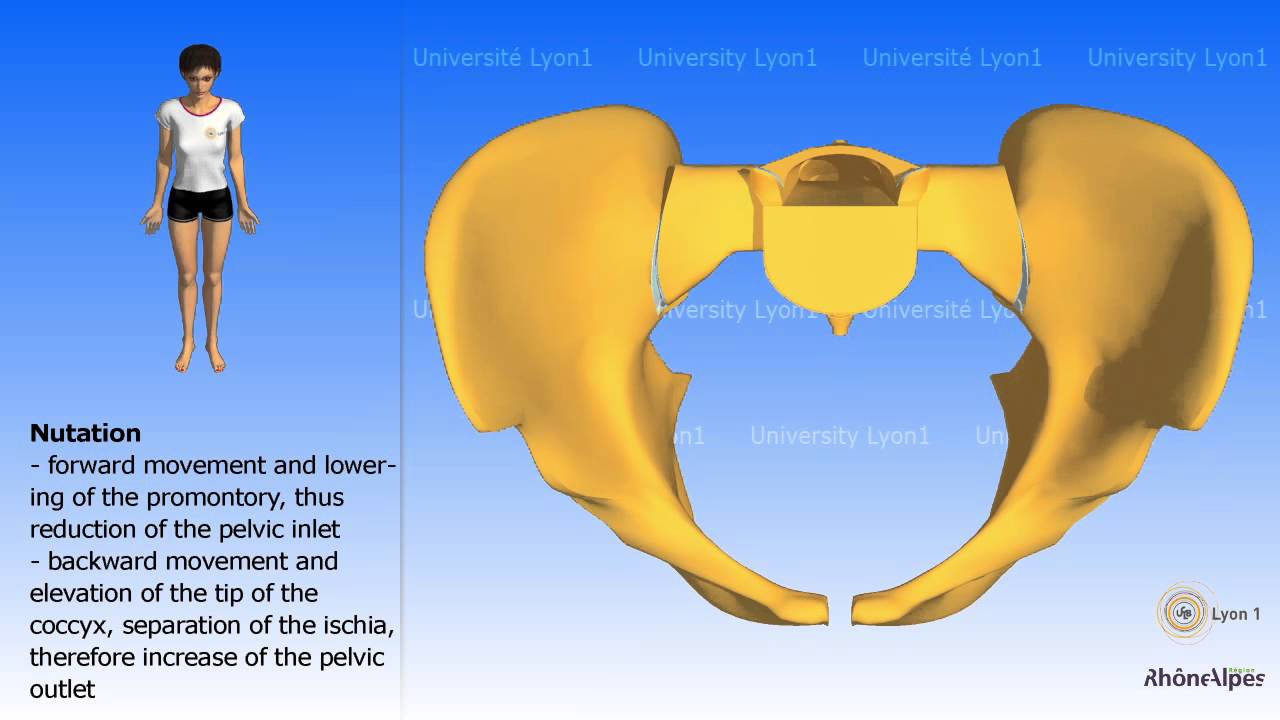 Arthrology of the pelvis Nutation and counternutation Childbirth