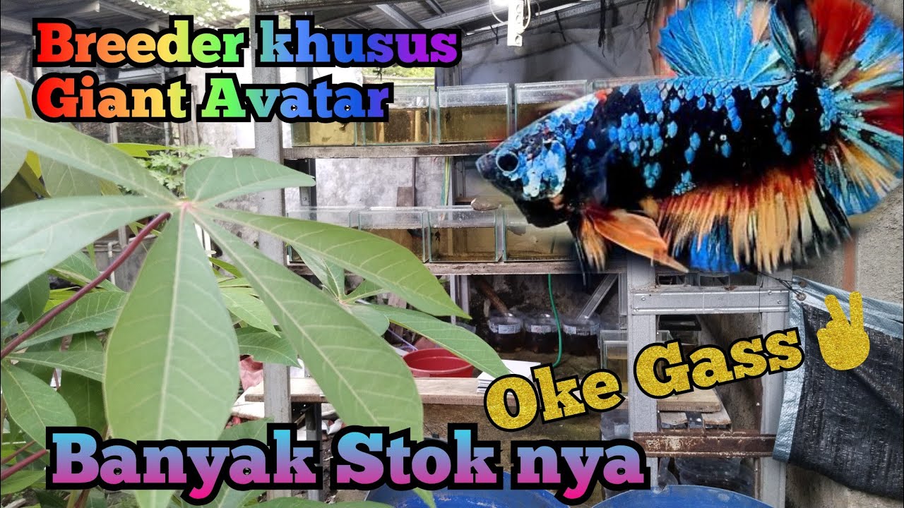 Petani Ikan Cupang Giant Avatar