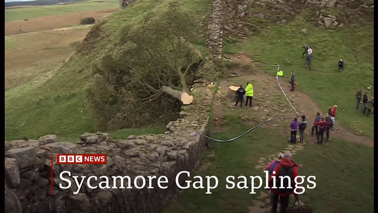 Sycamore Gap tree saplings to be planted across the UK (1 year on) (17) (UK) - 27/Sep/2024