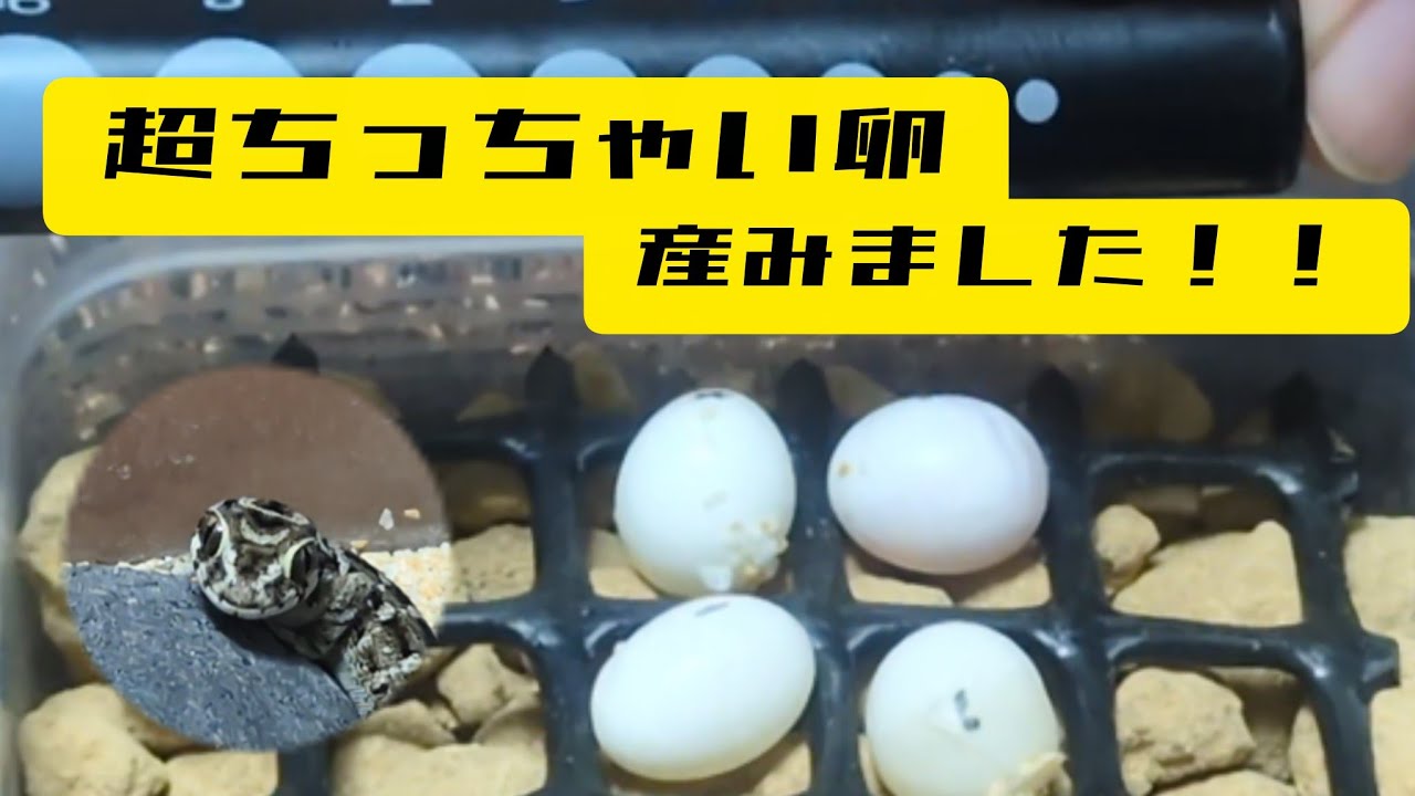 超ちっちゃい卵産みました！　マツカサヤモリ　産卵