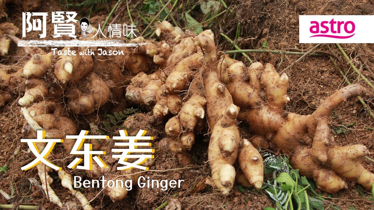 别再说外国的姜比较辣！文冬姜才是大马真正的狠角色！｜阿贤人情味 Taste with Jason S10 (2015) EP3