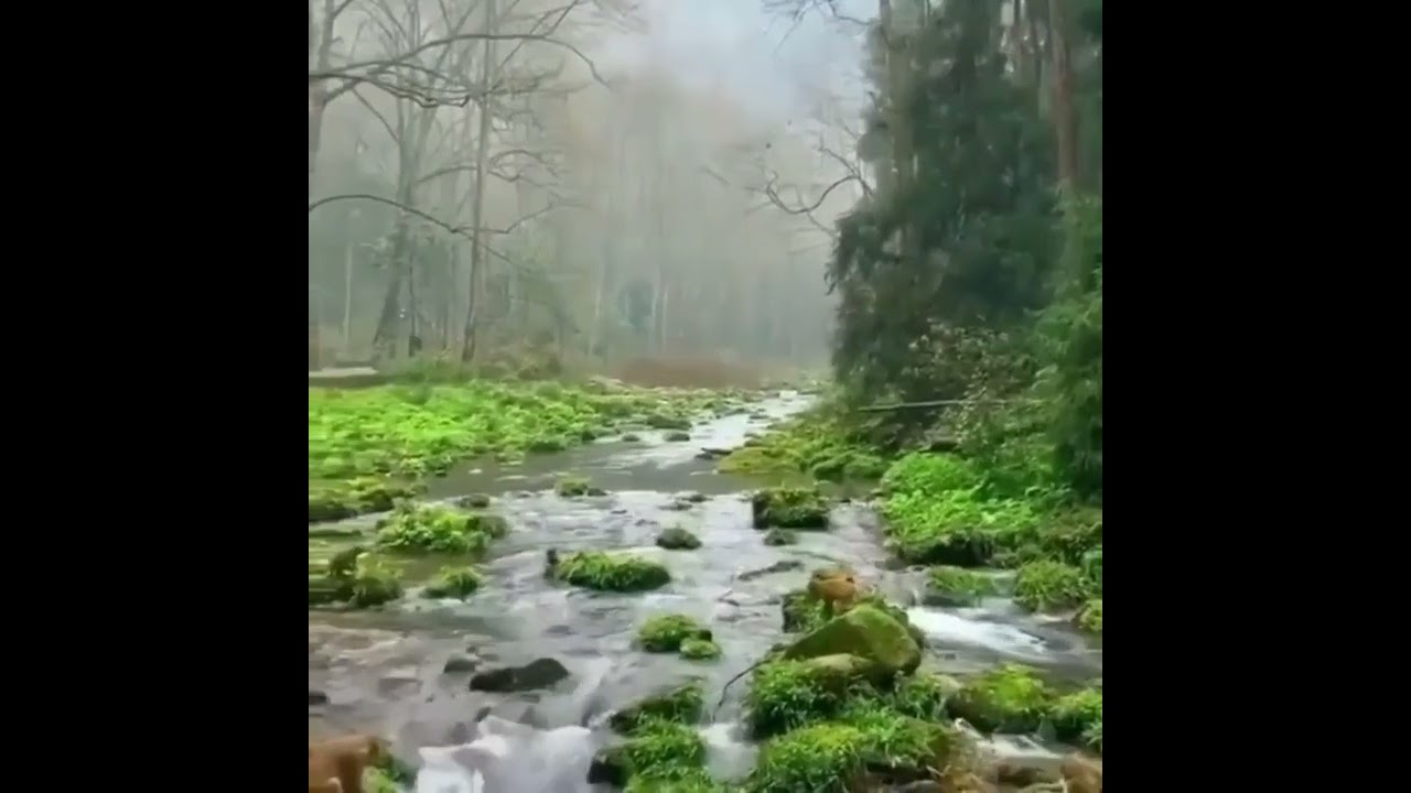 1 hora  som de florestas a coisa mais linda voz de Deus tranquilidade paz e serenidade descanso alma
