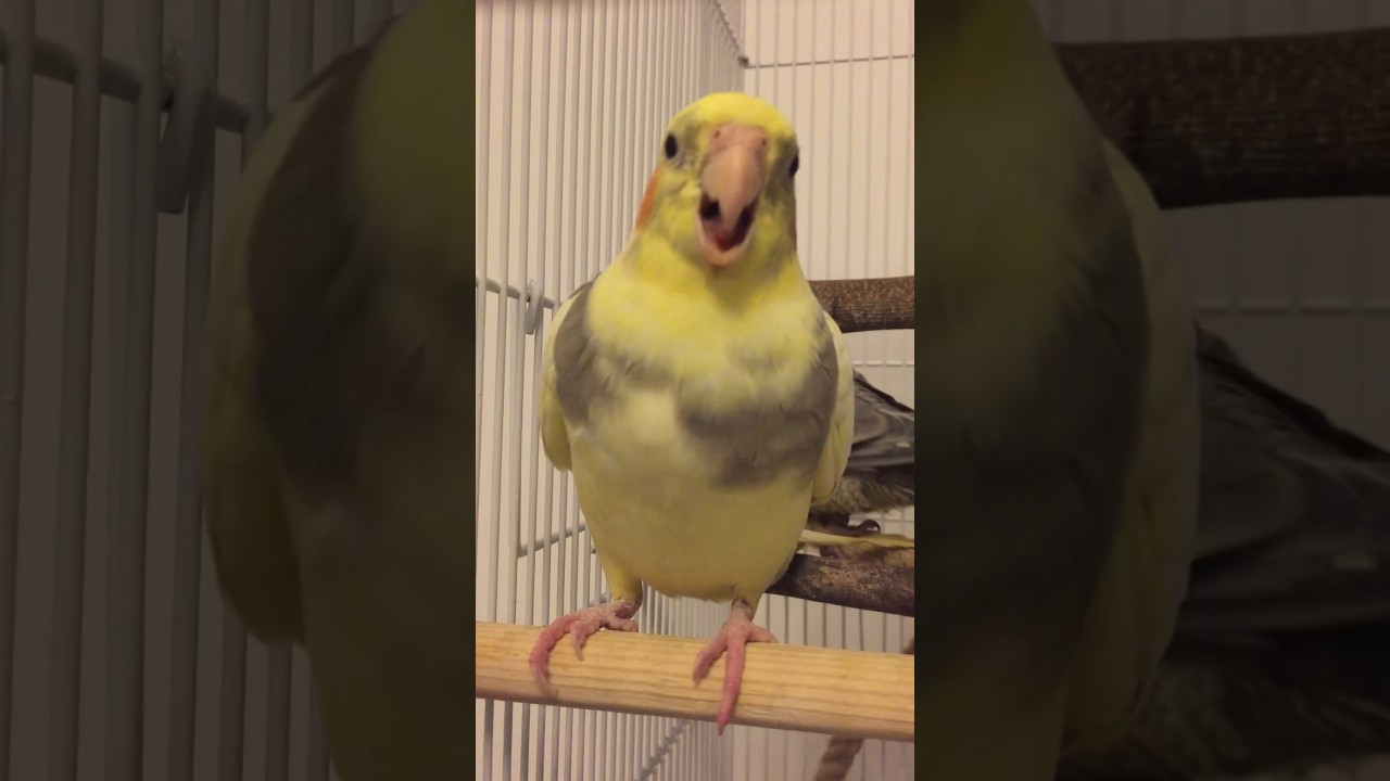 Baby Cockatiel Singing and Talking