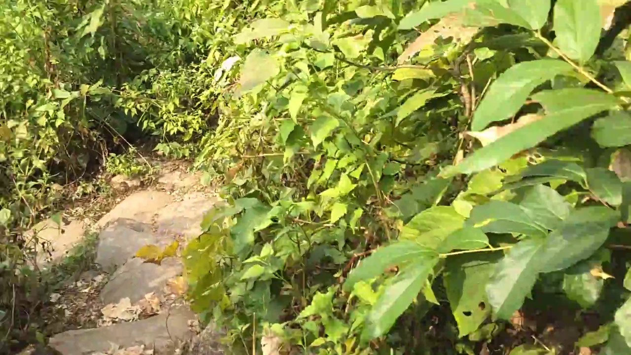 Visit to Bamni Falls : Ajodhya Hill : Purulia