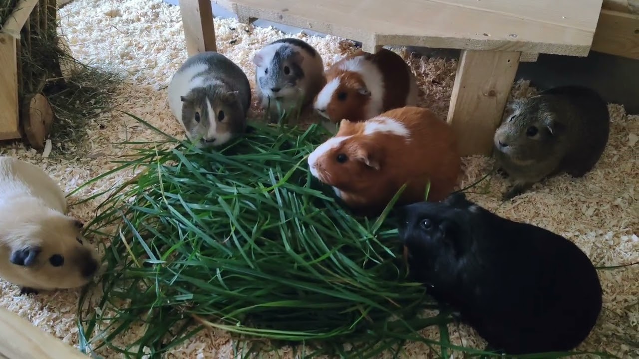 Meine Meerschweinchen : Der Tod kam viel zu früh !