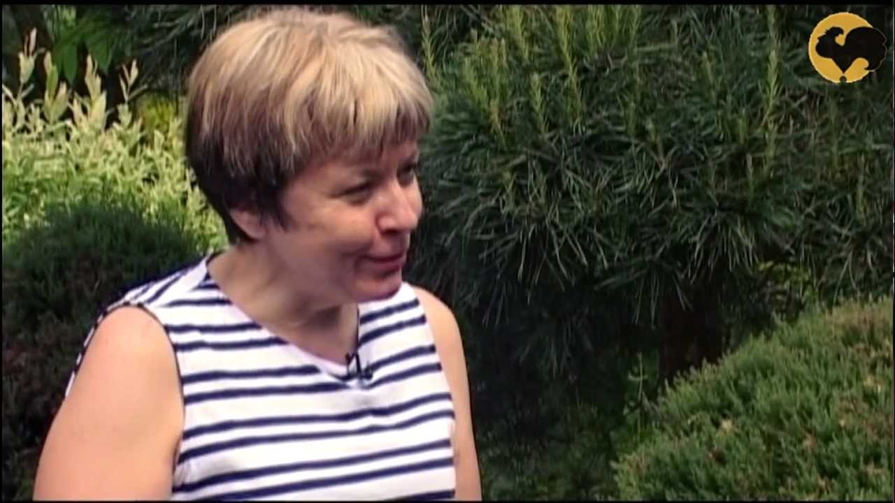Изгородь из елей от Владимира Житкова Ландшафтные хитрости 66