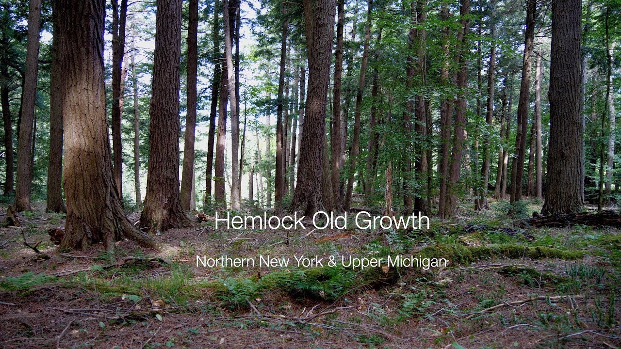 Hemlock Old Growth 92319