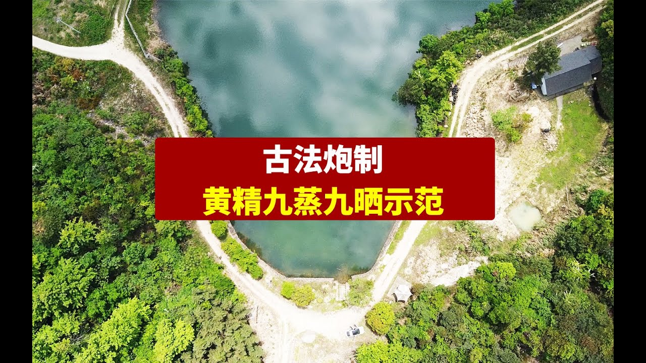 古法炮制丨黄精九蒸九晒