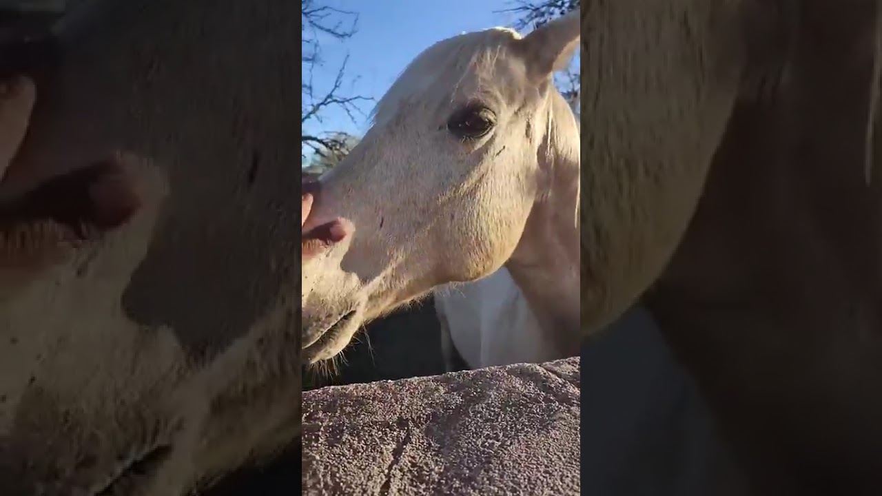 15 de febrero de 2026