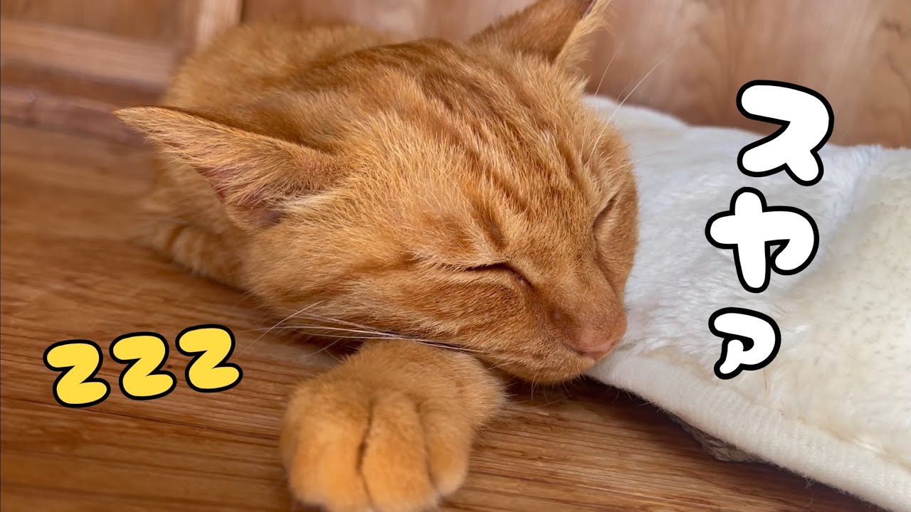 寂しがりな猫の寝かしつけ方　How to put a lonely cat to sleep