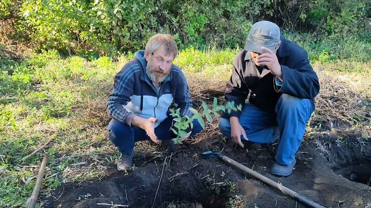 СУПЕРЗАКЛАДКА ЖИМОЛОСТИ!  Сажайте жимолость в середине осени.