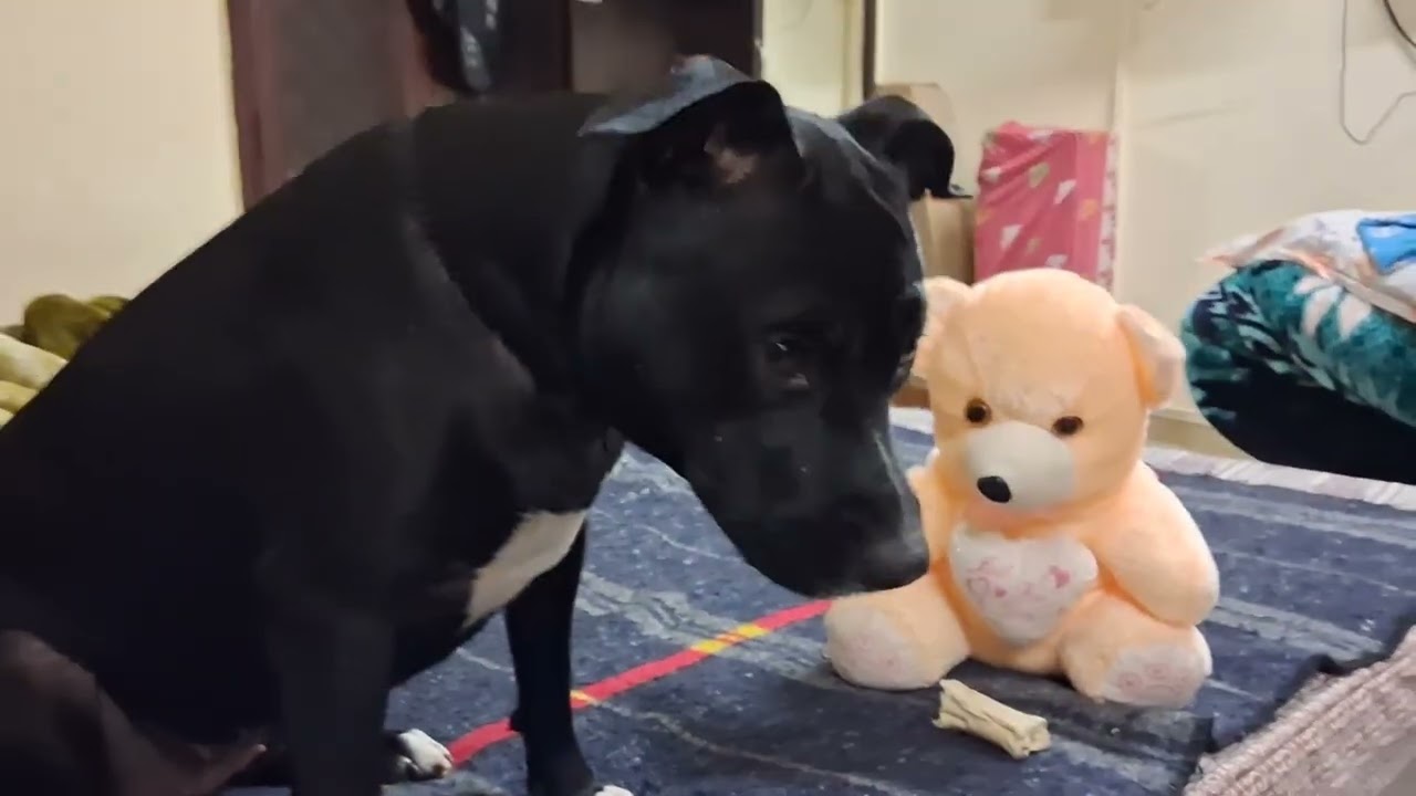 चेरी की हड्डी बाबू खा रहा है देखो 🐕🥰👀👍 #video #viral #dog # punctual Cherry # trending now 