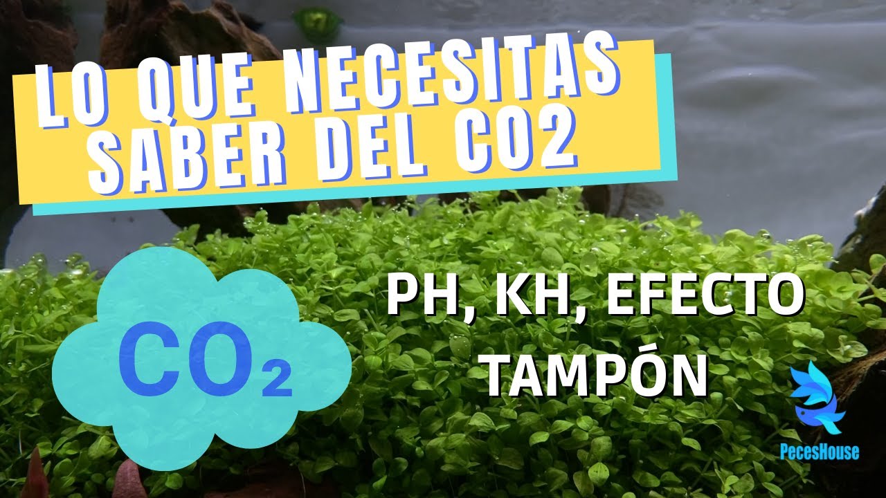 ⚠️ CO2 en ACUARIO PLANTADO - TODO lo que hay que SABER antes de EMPEZAR
